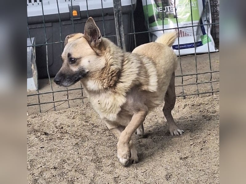 TONI, Rüde, 2 Jahre, 34cm, Mischling, Tierschutz
