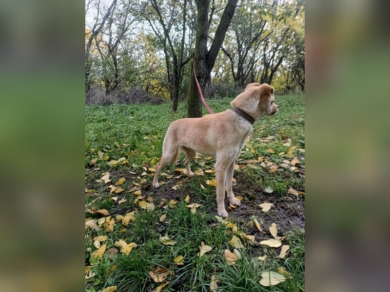 Goldi Tierschutzhund sucht ein Zuhause