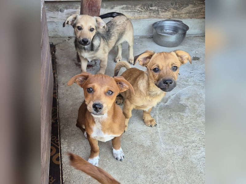 Junger Rüde 175632 sucht seine Menschen