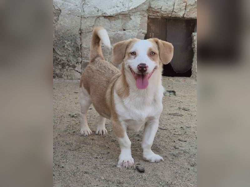 ⭐️FINN⭐️, niedlicher Rüde, 1 Jahr, 34cm, Mischling, Tierschutz