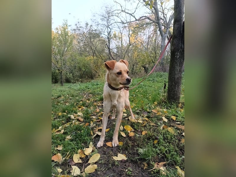 Goldi Tierschutzhund sucht ein Zuhause