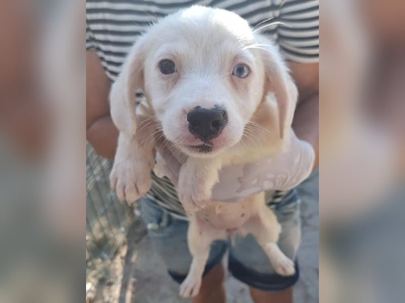 ⭐️PIKI⭐️, Hündin, 5 Monate, 25 cm, Mischling, Tierschutz