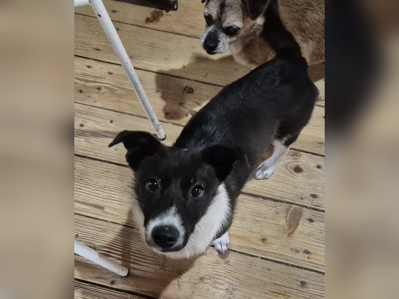 Junger Rüde 175634 sucht sein eigenes Zuhause