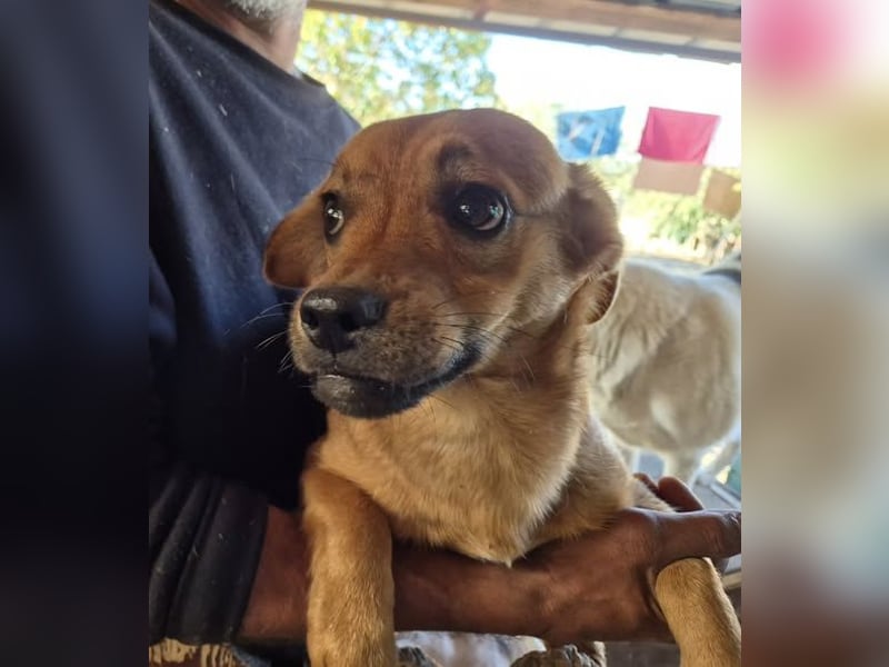 Junger Rüde 175631 stellt sich vor