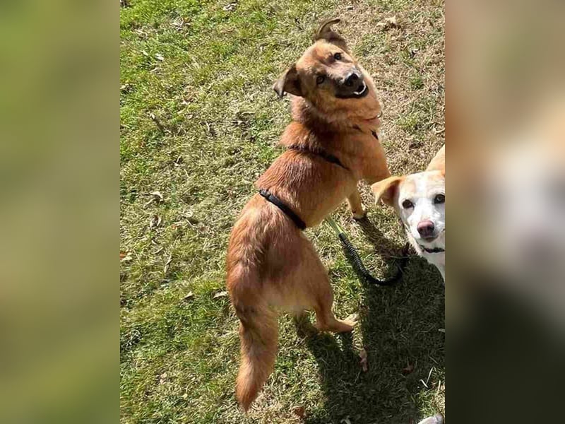 ⭐️ERWIN⭐️, Rüde, 1,5 Jahre, 32 cm, Mischling, Tierschutz