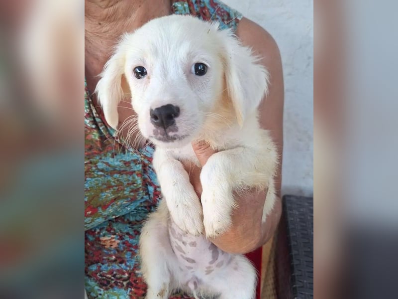 ⭐️PETZI⭐️, Hündin, 5 Monate, 25 cm, Mischling, Tierschutz