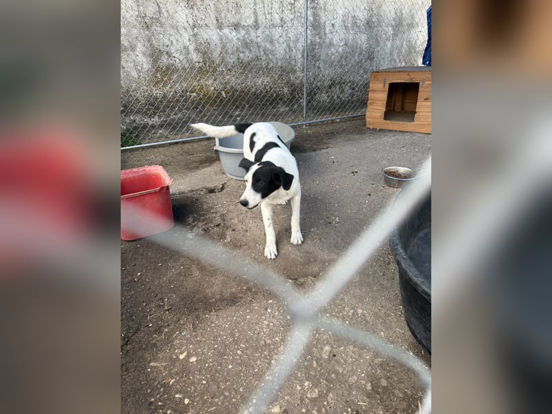 ⭐️SNOOPY⭐️, Rüde, 6 Monate, 25 cm, Mischling, Tierschutz