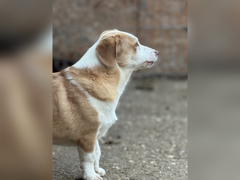 ⭐️FINN⭐️, niedlicher Rüde, 1 Jahr, 34cm, Mischling, Tierschutz