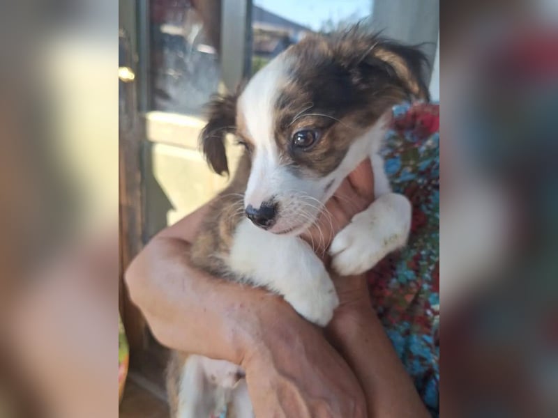 ⭐️PINO⭐️, Rüde, 5 Monate, 24 cm, Mischling, Tierschutz