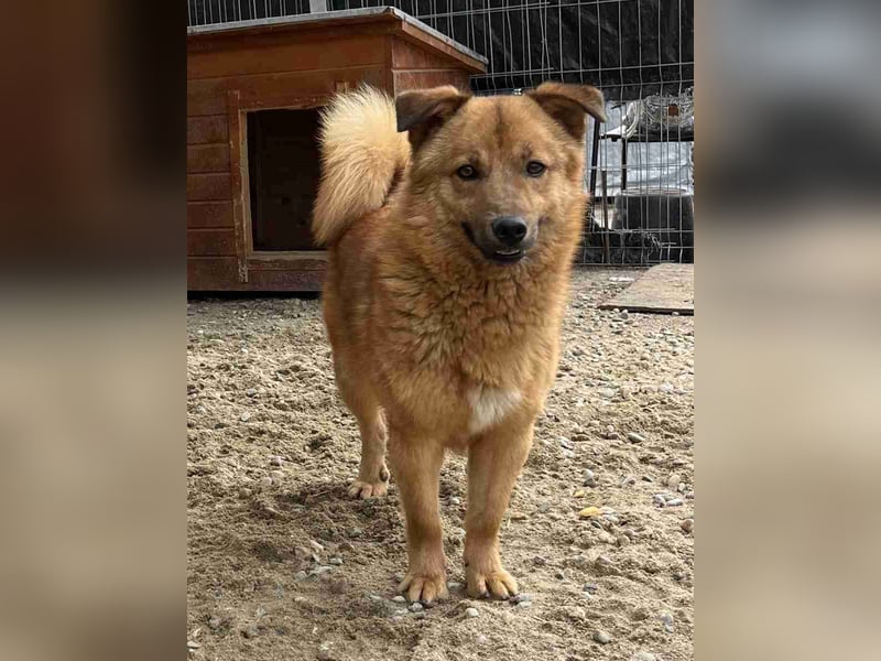 ⭐️ERWIN⭐️, Rüde, 1,5 Jahre, 32 cm, Mischling, Tierschutz