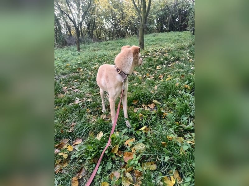 Goldi Tierschutzhund sucht ein Zuhause