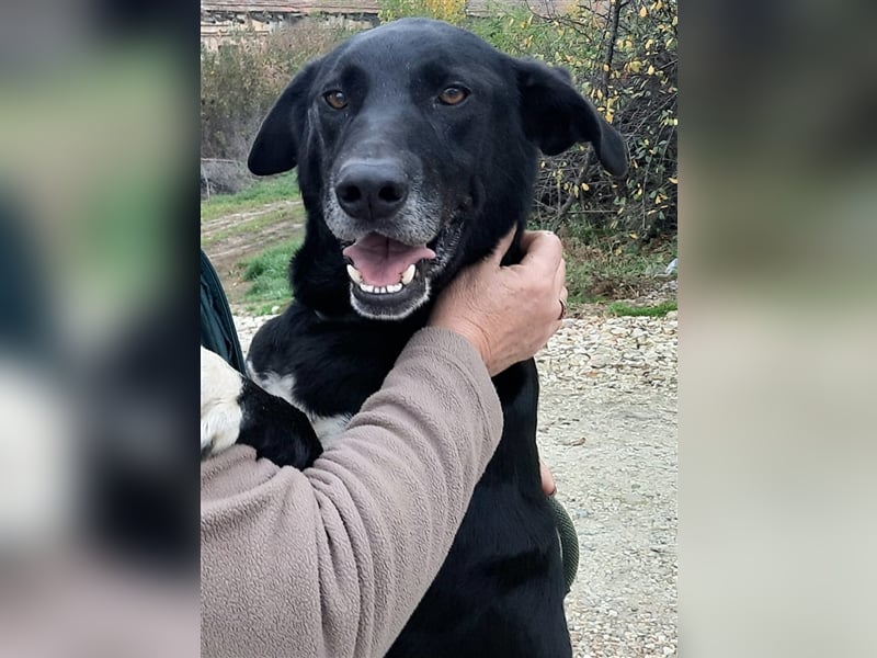 Rüde Romica, 8 Jahre in einem Rumänischen Tierheim sind genug