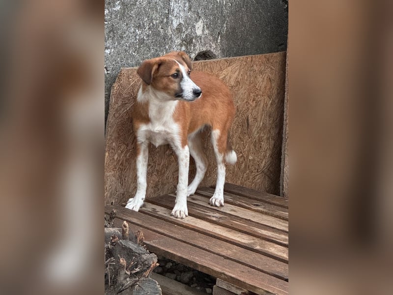 ⭐️WÖLKCHEN⭐️, Hündin, 7 Monate, 38 cm, Mischling, Tierschutz