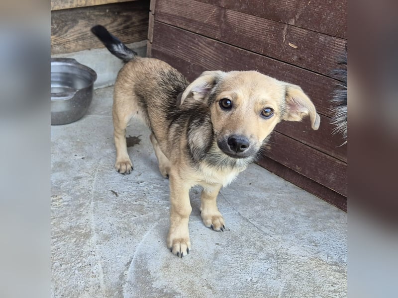 Junger Rüde 175632 sucht seine Menschen