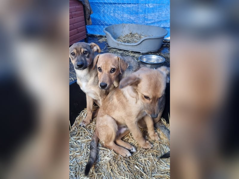 ⭐️ELVA⭐️, neugieriges Welpenmädchen, Hündin, 2 Monate, 25 cm, Mischling, Tierschutz