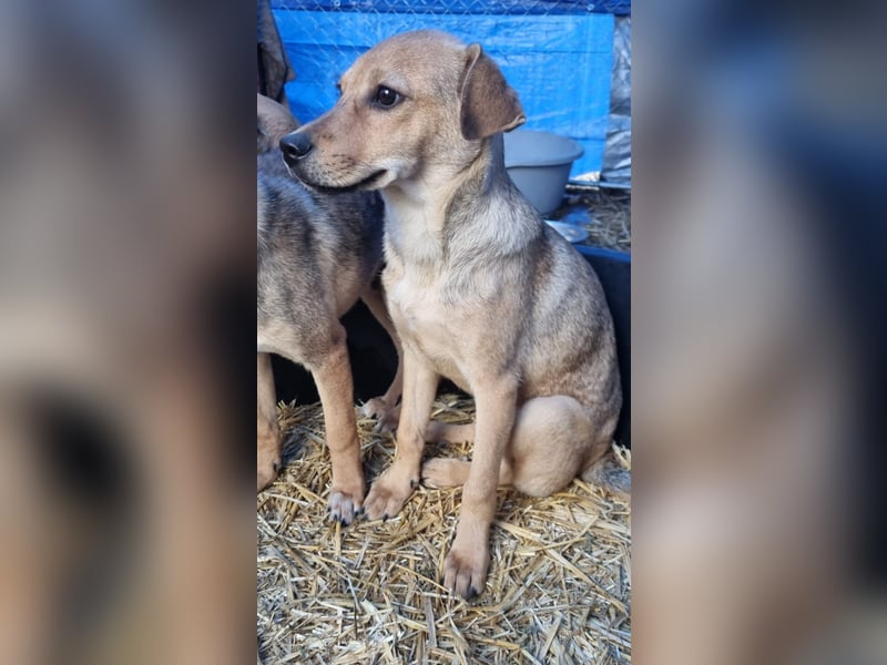 ⭐️ELVA⭐️, neugieriges Welpenmädchen, Hündin, 2 Monate, 25 cm, Mischling, Tierschutz