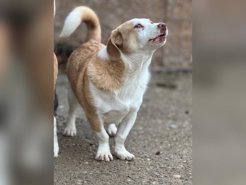 ⭐️FINN⭐️, niedlicher Rüde, 1 Jahr, 34cm, Mischling, Tierschutz