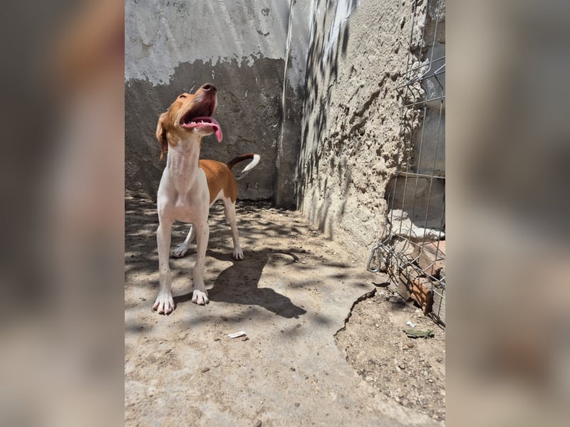 KATRA, Hündin, 7 Monate, im Wachstum, Mischling, Tierschutz
