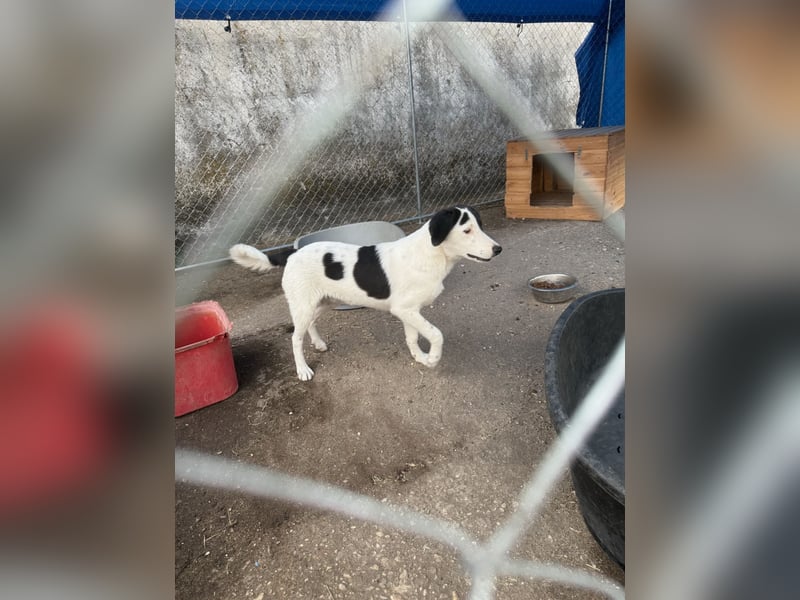 ⭐️SNOOPY⭐️, Rüde, 6 Monate, 25 cm, Mischling, Tierschutz