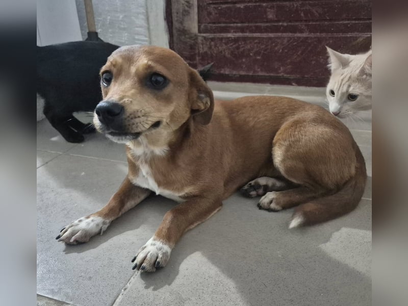 Junge Hündin 175633 sucht ihre Familie