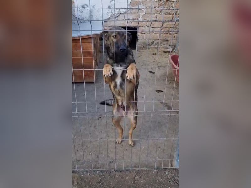 ⭐️XORO⭐️, Rüde, 10 Monate, 37 cm, Mischling, Tierschutz