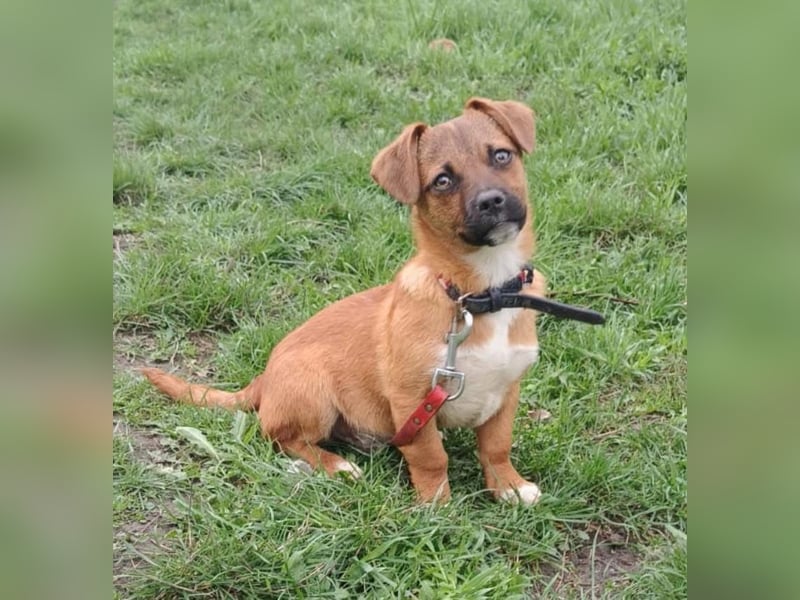 Peter Tierschutzhund sucht ein Zuhause