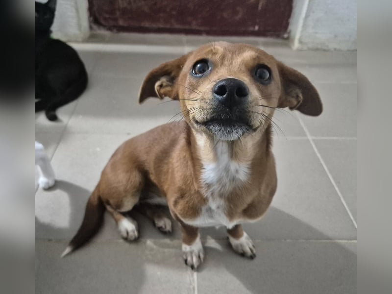 Junge Hündin 175633 sucht ihre Familie