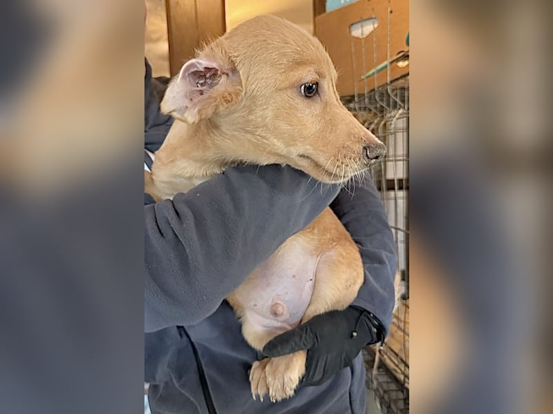 BARKLEY, Rüde, 4 Monate, aktuell 24cm, Mischling, Tierschutz