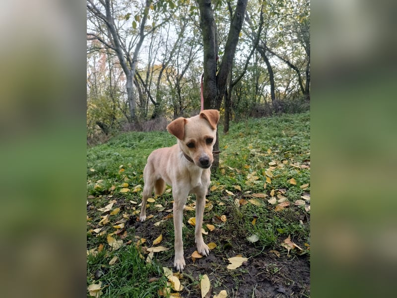 Goldi Tierschutzhund sucht ein Zuhause