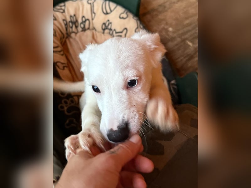 ⭐️PIKI⭐️, Hündin, 5 Monate, 25 cm, Mischling, Tierschutz
