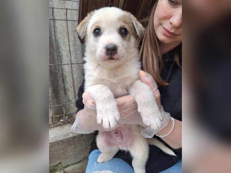 ⭐️PIVO⭐️, Rüde, 9 Monate, 22 cm, Mischling, Tierschutz