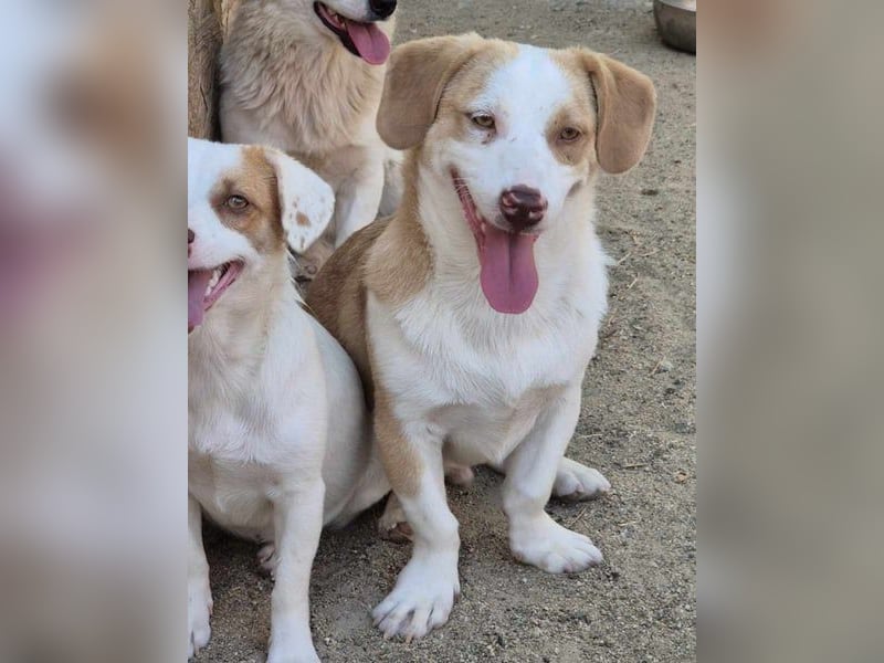 ⭐️FINN⭐️, niedlicher Rüde, 1 Jahr, 34cm, Mischling, Tierschutz