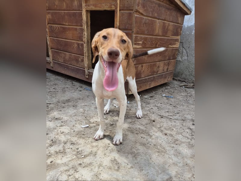 KATRA, Hündin, 7 Monate, im Wachstum, Mischling, Tierschutz