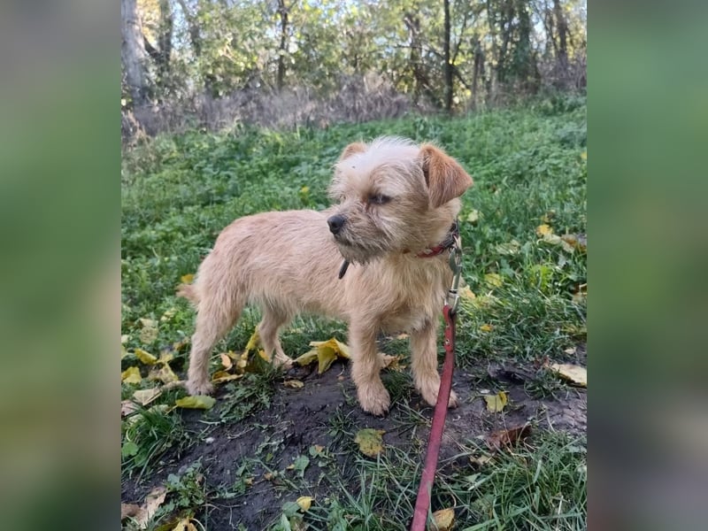 Ruby Tierschutzhund sucht ein Zuhause