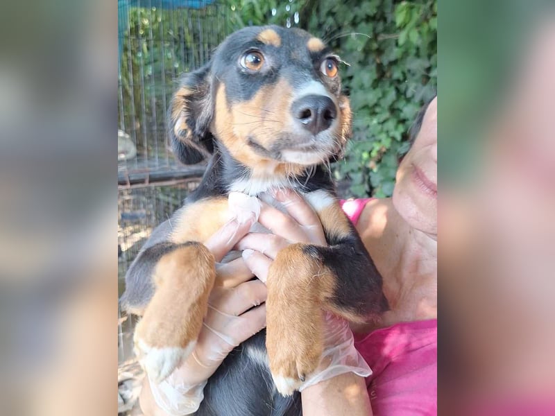 ⭐️ONA⭐️, Hündin, 9 Monate, 32 cm, Mischling, Tierschutz ⭐️ONA⭐️, Hündin, 9 Monate, 32 cm, Mischling, Tierschutz