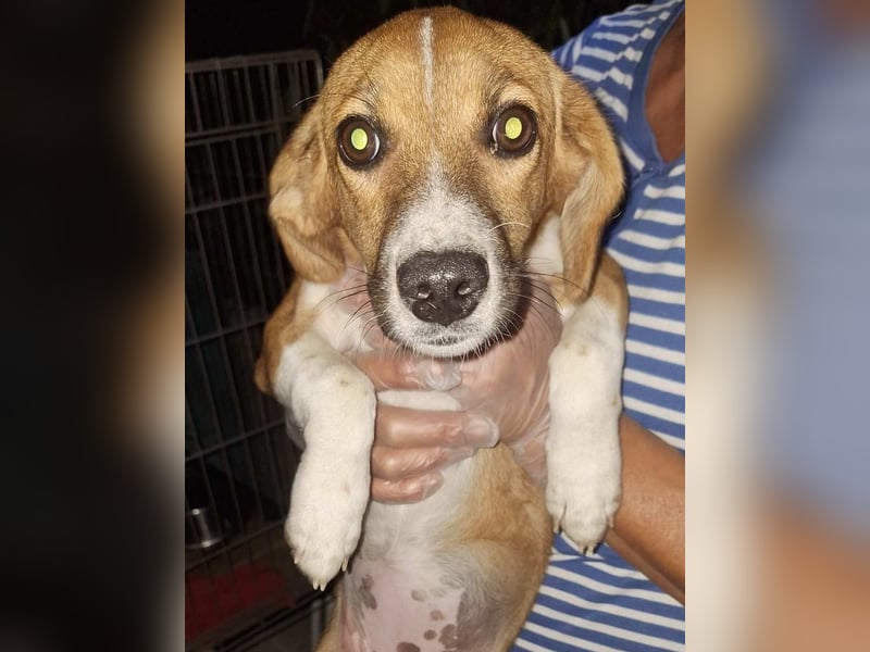 ⭐️XANA⭐️ Hündin, 4 Monate, 33 cm, Mischling, Tierschutz