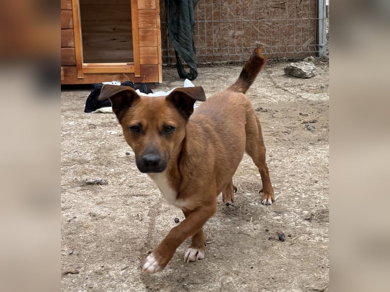 ⭐️Gin⭐️, niedlicher Mini, Rüde, 2,5 Jahre, 29 cm, Mischling, Tierschutz