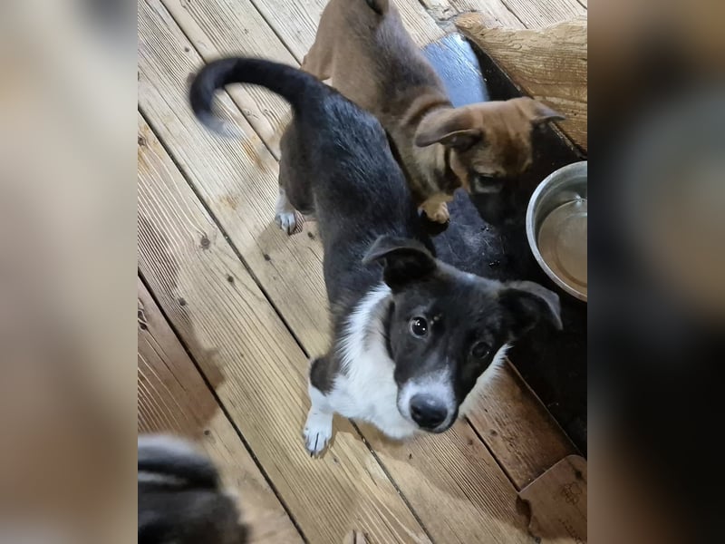 Junger Rüde 175634 sucht sein eigenes Zuhause