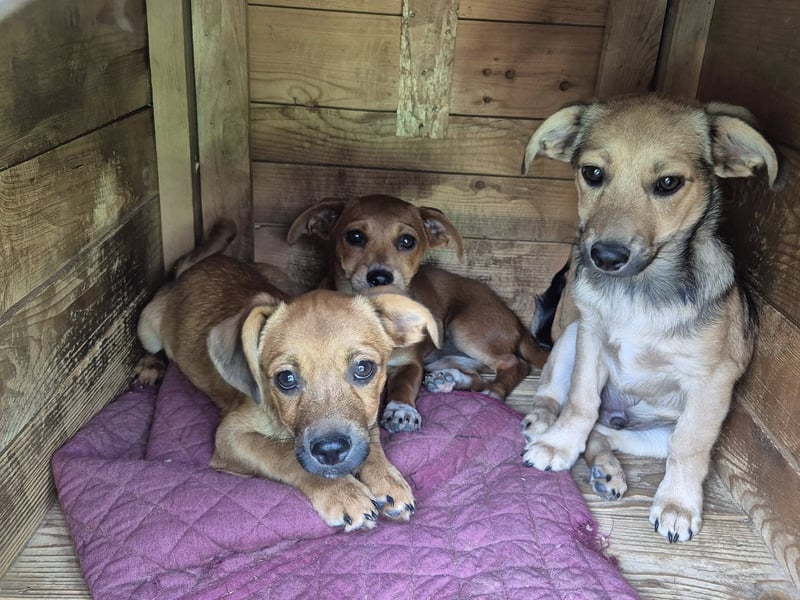 Junger Rüde 175632 sucht seine Menschen