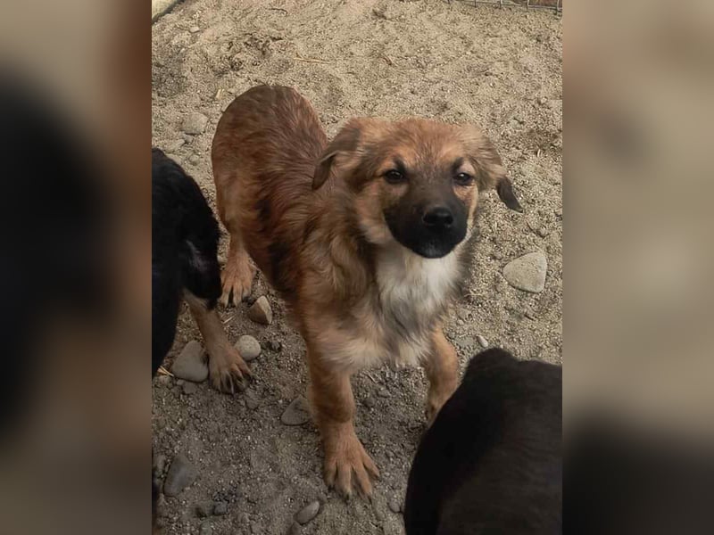 ⭐️YPS⭐️, Hündin, 5 Monate, 24 cm, Mischling, Tierschutz