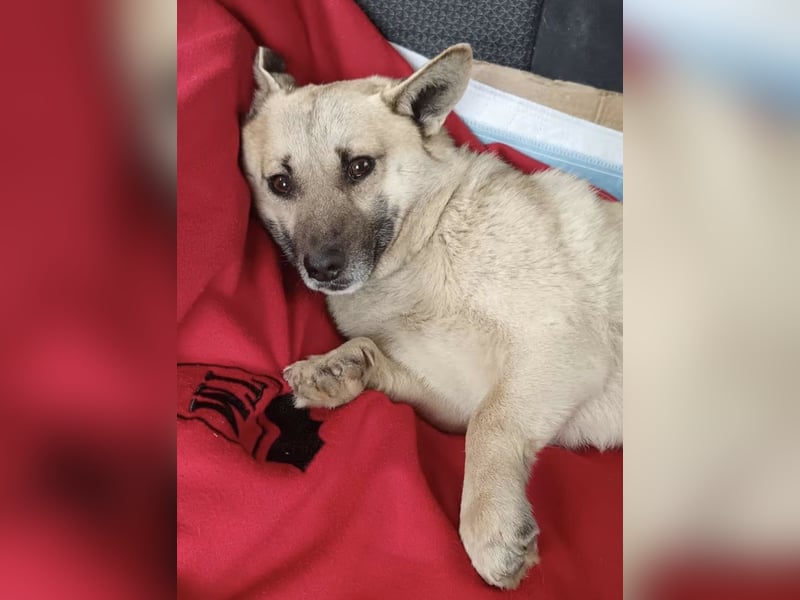 TONI, Rüde, 2 Jahre, 34cm, Mischling, Tierschutz