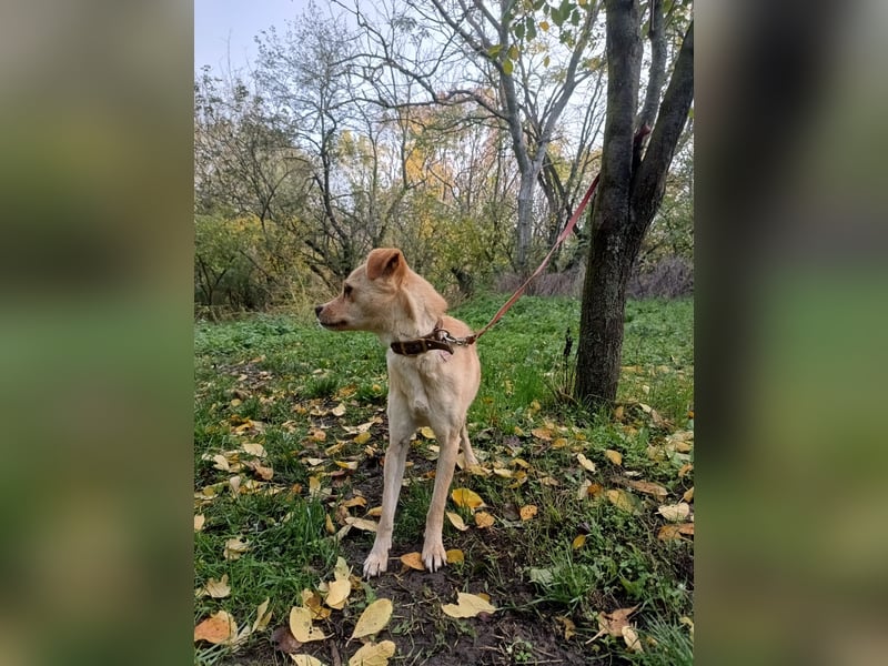 Goldi Tierschutzhund sucht ein Zuhause