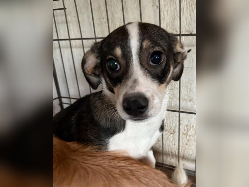 ⭐️LOONA⭐️, Hündin, 6 Monate, 26 cm, Mischling, Tierschutz