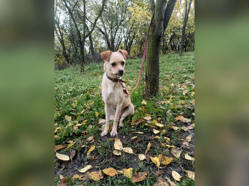 Goldi Tierschutzhund sucht ein Zuhause