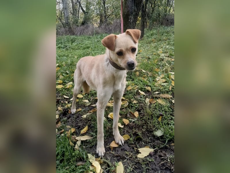 Goldi Tierschutzhund sucht ein Zuhause