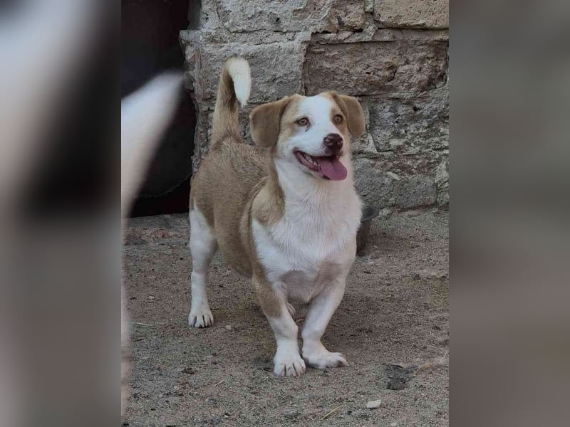 ⭐️FINN⭐️, niedlicher Rüde, 1 Jahr, 34cm, Mischling, Tierschutz