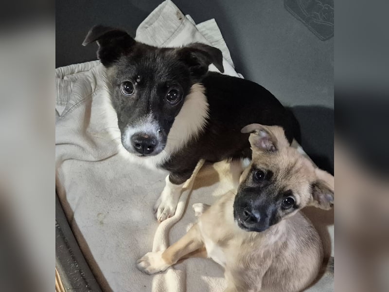 Junger Rüde 175634 sucht sein eigenes Zuhause