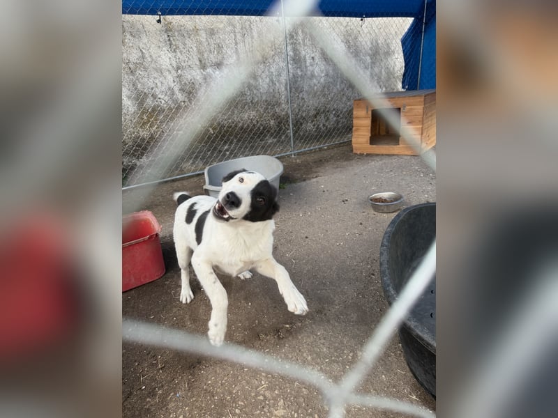 ⭐️SNOOPY⭐️, Rüde, 6 Monate, 25 cm, Mischling, Tierschutz