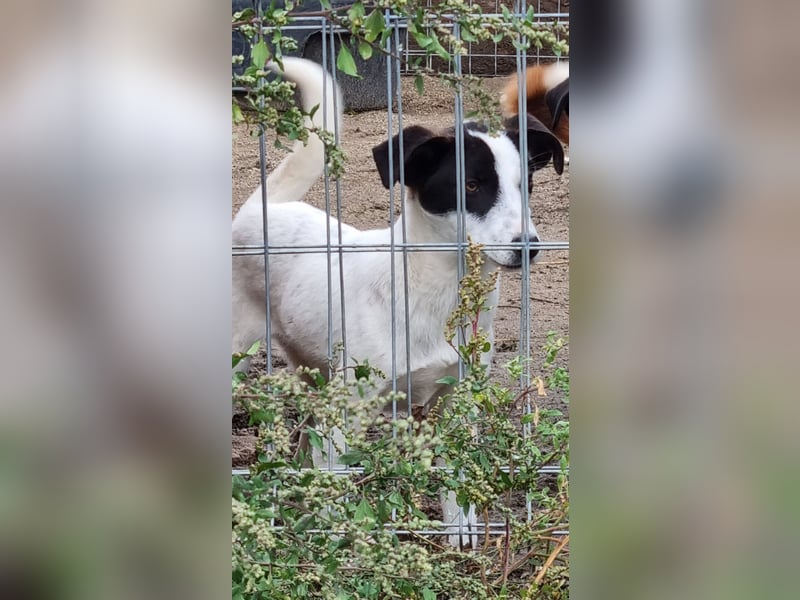 ⭐️SNOW⭐️, Rüde, 6 Monate, 37 cm, Mischling, Tierschutz