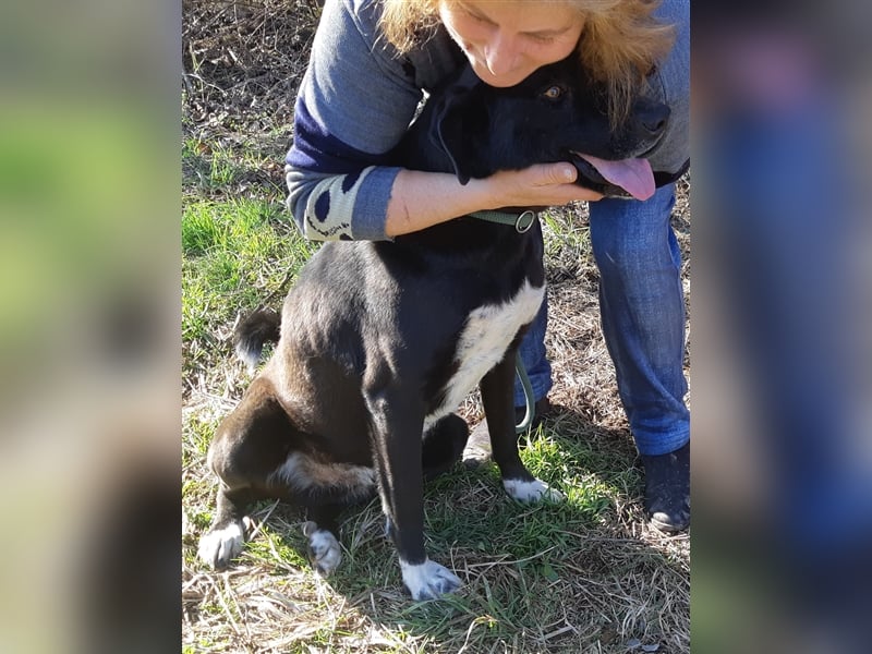 Rüde Romica, 8 Jahre in einem Rumänischen Tierheim sind genug